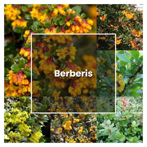 How to Plant and Grow Barberry 